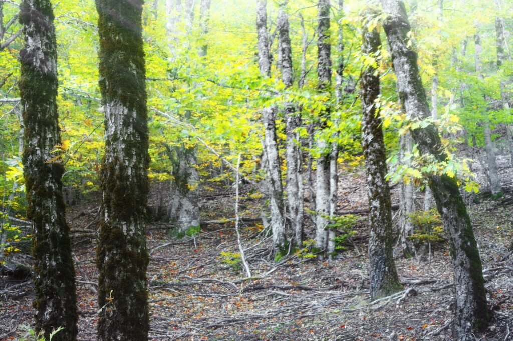 Blurred trees in forest