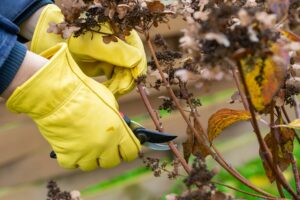 Bush hydrangea cutting or trimming with secateur in the garden